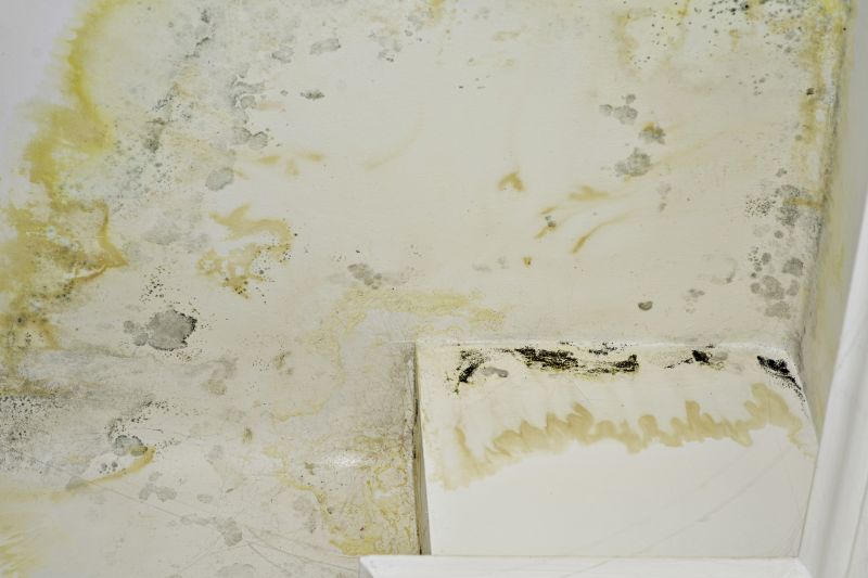 Mold Abatement Service in Bergen County, NJ
