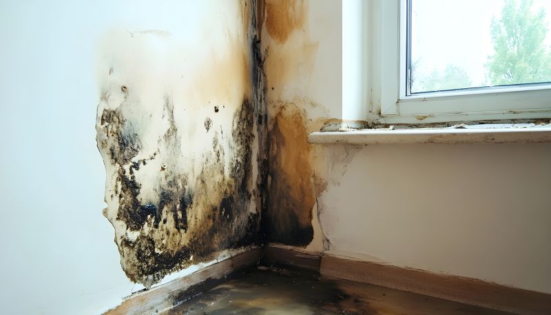 Mold Mitigation Service in Dallas, TX