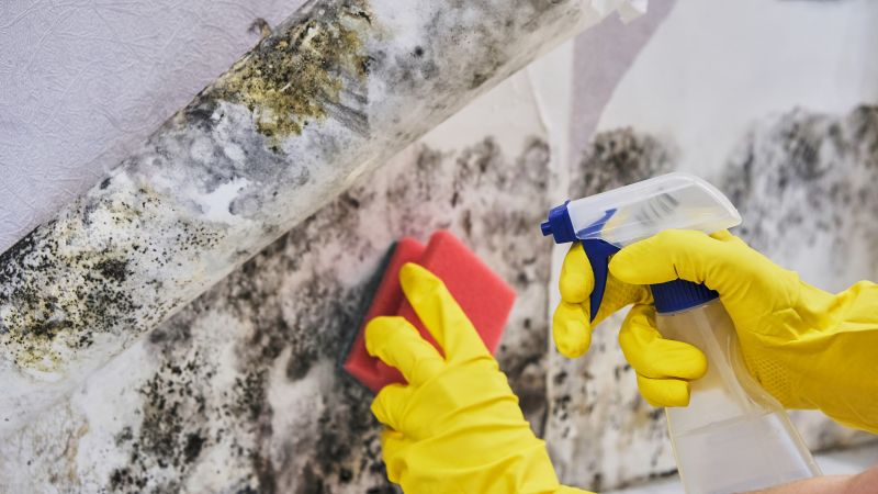 Mold Remediation Service in Boca Raton, FL